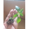 Unbranded Live Cayenne Pepper Plant Organico ship in 2 inches