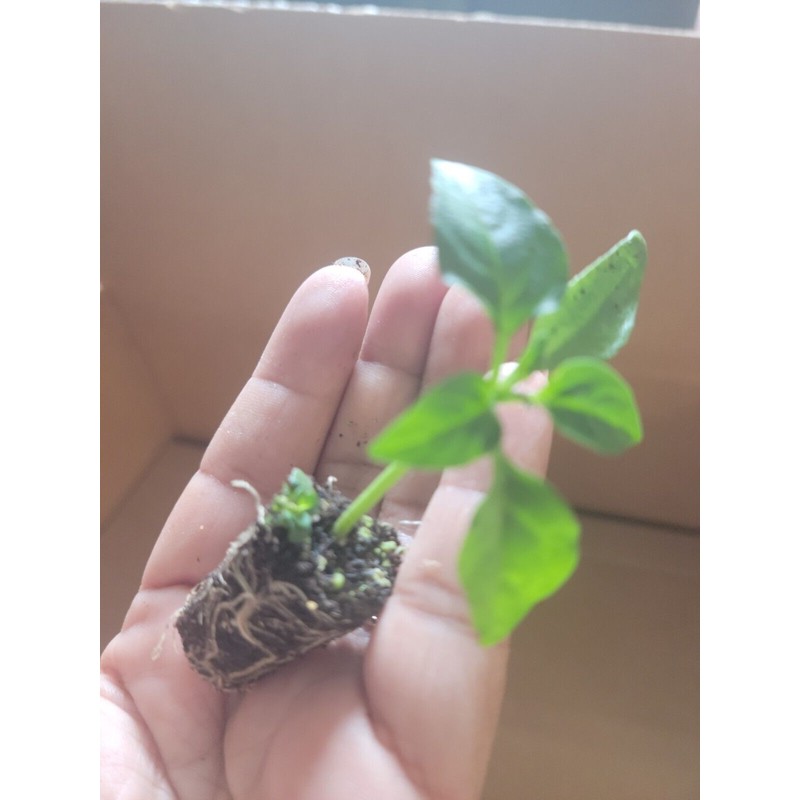 Unbranded Live Cayenne Pepper Plant Organico ship in 2 inches
