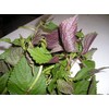 1000 Vietnamese Perilla Seeds (Perilla Frutescens) Warm season annual,Asian herb