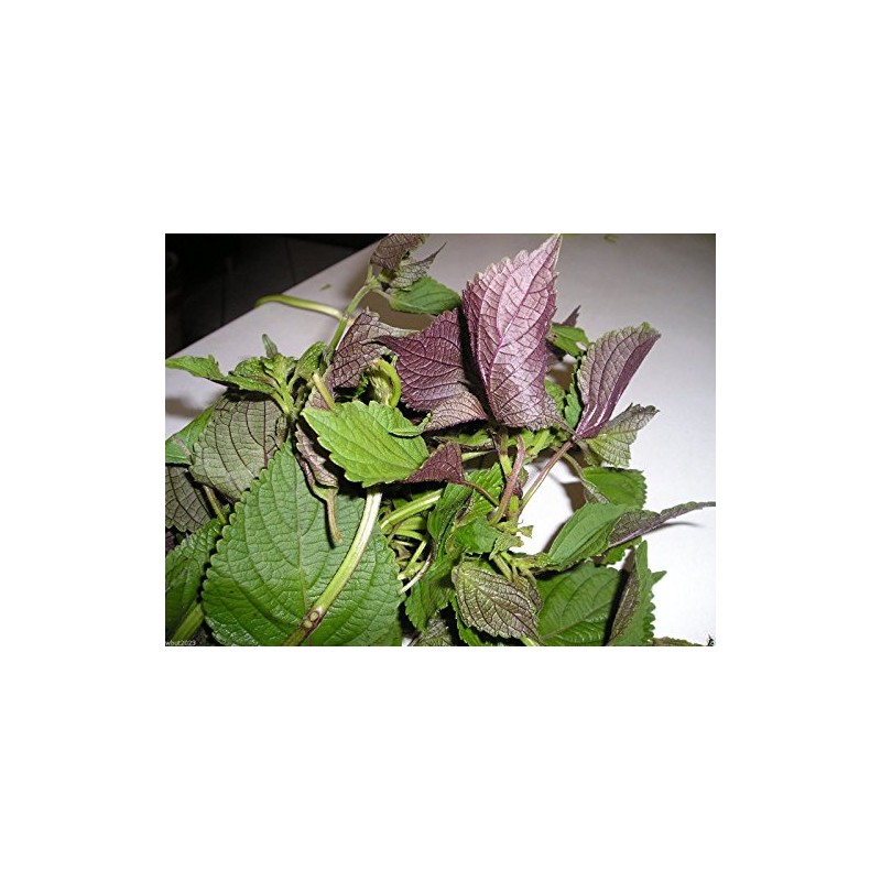 1000 Vietnamese Perilla Seeds (Perilla Frutescens) Warm season annual,Asian herb