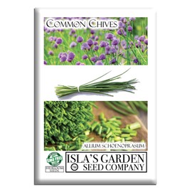 Common Chives Seeds for Planting, 1000+ Heirloom Seeds Per Packet, (Isla's Garden Seeds), Non GMO Seeds, Botanical Name: Allium tuberosum, Great Herb Garden Gift