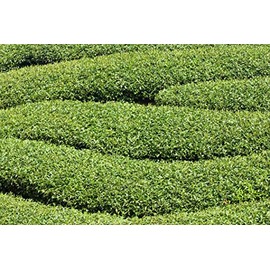 Tea Tree Seeds for Planting - 6 Seeds of Camellia Sinensis Herb Seeds - Made in USA, Ships from Iowa. Tea Tree