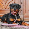 Max & Molly Classic Dog Leash, Comfort Grip Handle, Durable