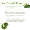 Soilmount Organic Houttuynia Cordata Tea | Dokudami | Yuxingcao |