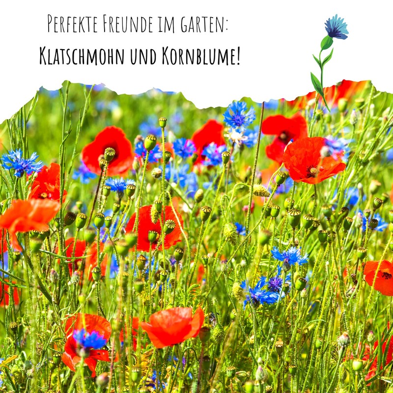Cornflower seeds (Centaurea cyanus) - beautifully bright flowers with long