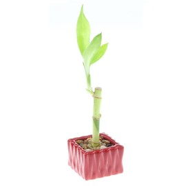 4" Live Lucky Bamboo Single Stalk with Square Red Planter - Indoor House Plant for Good Luck, Fortune, Feng Shui and Zen Gardens