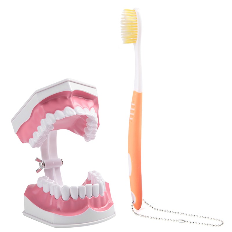 Adult Dental Teeth Model and Toothbrush with Removable High Grade