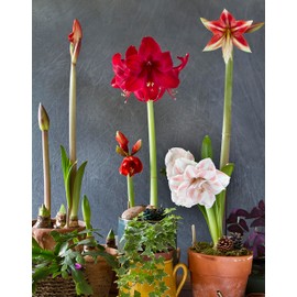 Marde Ross & Company Huge Red Lion Amaryllis 36 cm.| Bare Root Bulb | 2-3 Stalks with Bold Red Flowers | Ideal for Indoor & Outdoor Planting | Stunning Floral Display