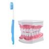 Adult Dental Teeth Model and Toothbrush with Removable High Grade