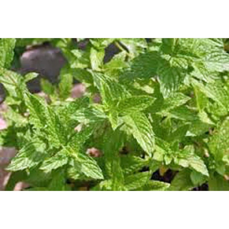 Peppermint Seeds, HERB Seeds Heirloom, Non GMO 100 Peppermint Seeds,