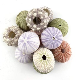 Worlds Assorted Natural Sea Urchins for Air Plants,Craft and Decorations 12PC(1-1/4"-2-1/4"Inch)