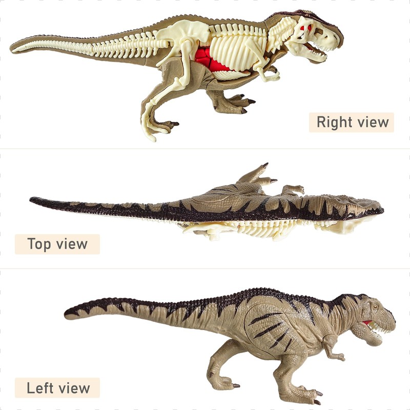 4D Vision Dinosaur Anatomy Model - Interactive Dinosaur Skeleton &