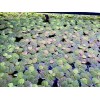 Red Root Floater, (Phyllanthus Fluitans) Live Aquarium Plants. BUY 2