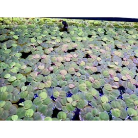Red Root Floater, (Phyllanthus Fluitans) Live Aquarium Plants. BUY 2 GET 1 FREE