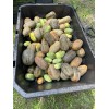 mahin agro KHIRA SEEDS / BROWN CUCUMBER / BROWN RUSSIAN