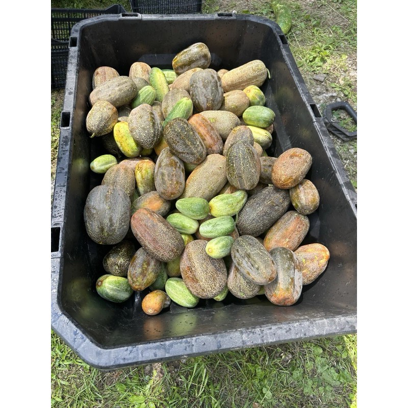 mahin agro KHIRA SEEDS / BROWN CUCUMBER / BROWN RUSSIAN