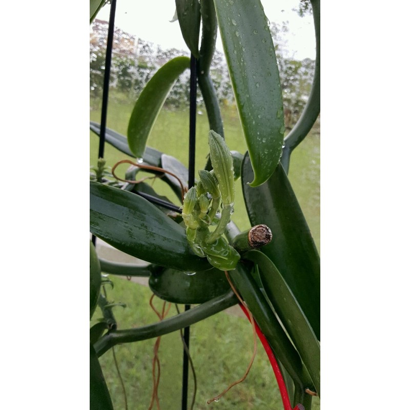 Orchids Vanilla Bean Orchid, 12 Inches Fresh Cutting from My