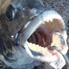 Daiwa D-MAX Silver Wolf Chinu SS Speed Hineri No. 3