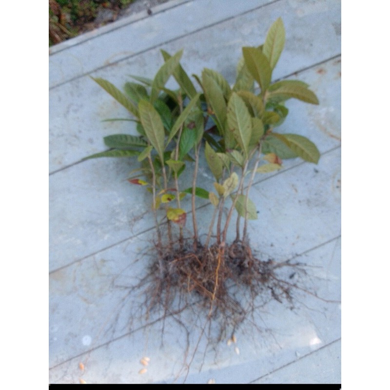 Tree 2 Live Plants 4-8"Tree Japanese Plum 1 Year old