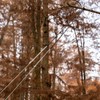 BushWalk 48 Inch High Reach Tree Limb Hand Rope Chain