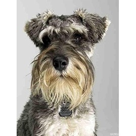 Dog Miniature Schnauzer Animal Puppy DIY 5D Diamond Painting Kit for Adults Beginner Round Full Drill Resin Beads Diamond Dots Art Craft Home Wall Decoration Set 30x40cm / 12x16in
