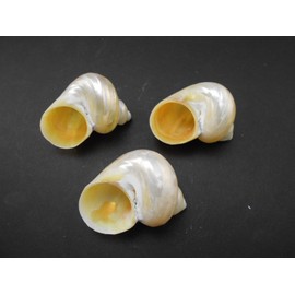 Set of 3 Large Polished Gold Turbo Shells 2"- 2 1/2" (7/8"- 1" opening) Crafts Hermit Crabs