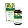 Common Mugwort (Artemisia vulgaris) herb with Flowers Naturalma - 150