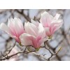 No Brand 2 Saucer Magnolia Tree - 6-12" Tall Live