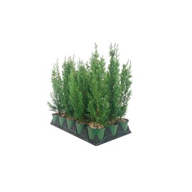 Italian Cypress Tree | 1 Live 4 Inch Pot | Cupressus Sempervirens | Formal Elegant Mediterranean Style Plants