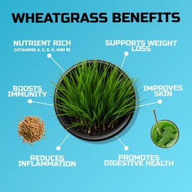 Wheatgrass Seeds | Non GMO | Grown in USA Wheat Grass Seeds | from Our Farm to Your Table (10 Pound)