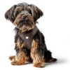 HUNTER Love Dog Harness, Colour: Brown, Soft Cowhide Leather, Breathable