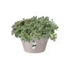 elho Loft Urban Bowl 35 - Flower Pot for Outdoor