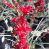 Unbranded (1) 5"-8" HIGH RED YUCCA 1 YEAR OLD SEEDLING