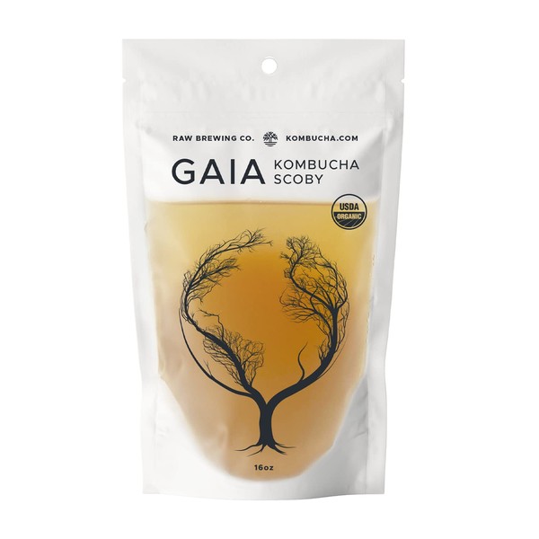 Kombucha.com Certificado orgánico Kombucha Scoby (Gaia) + líquido de arranque súper fuerte. 16 onzas. Hace 1 o 2 galones. Incluye una muestra de mezcla de té orgánico Kombucha.com GRATIS.