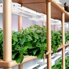 BoostGro LED Grow Light Full Spectrum Modular Linkable 5000K Daylight