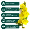 Mullein Leaf Tea Bags - Lungs Cleanse and Respiratory Support,