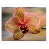 Small World Greetings Orchid Flower Note Cards 12 Count -
