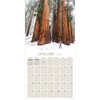 TF Publishing 2026 Trees Wall Calendar