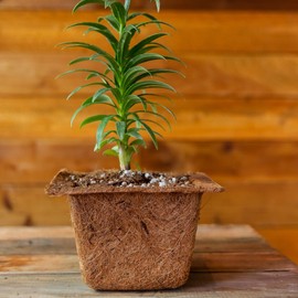 Coconut Fiber Plant Seedling Pots - Square - 4 Pack - 7 in. Rim x 4 in. Tall – Direct Transplant - Garden Seed Starting - Coco Coir Planters