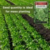 Sow Right Seeds - Bulk Cilantro Seeds for Planting -
