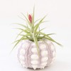Xuniu Air Plants Sea Urchin Tabletop Tillandsia Holder Miniature Gardening