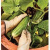 Burpee 'Bush Champion' Slicing Cucumber Seeds, 60 Non-GMO seeds, Container
