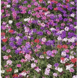 Moss Verbena - Ground Cover - Mixed Colors for Zones 6-10 - 3300 Seeds - Marde Ross & Company