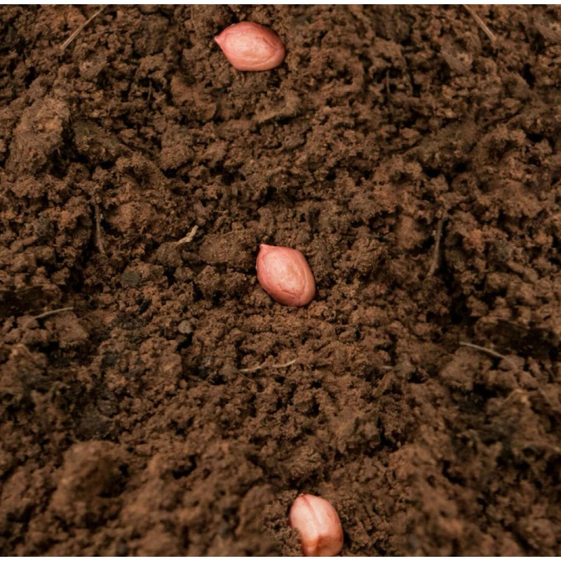 TomorrowSeeds Jumbo Bailey Virginia Peanut Seeds | For 2025 Planting