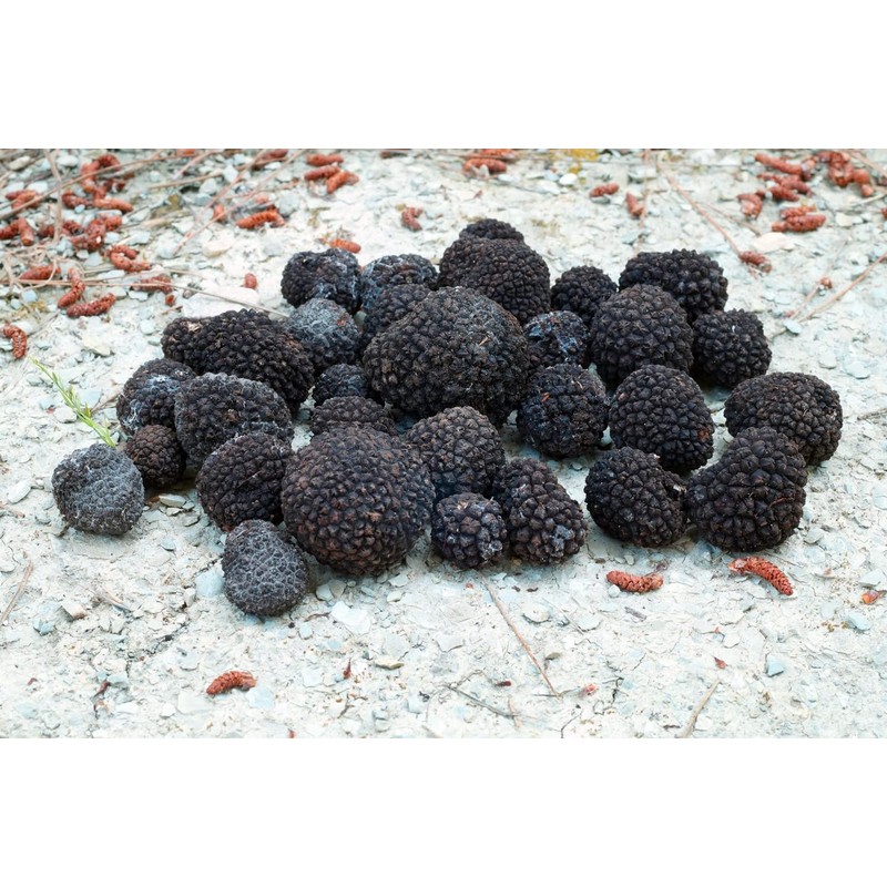 KIRA SEEDS - Black Truffle Mushrooms Spores - Heirloom -