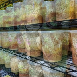 Crazy Frog Lady Flightless Fruit Fly 2 Pack + 2 Pack Turkish Gliders 4 TOTAL CULTURES Frog food