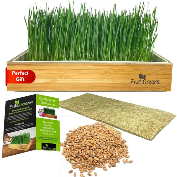 Self-Watering Cat Grass Kit. Hands Down The Easiest Way to