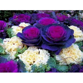KIRA SEEDS - Seeds Flowering Kale Large Leaf Mix - Heirloom Vegetable - GMO Free