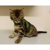 Mynwood Cat Jacket/Harness Green Combat Kitten up to 8month