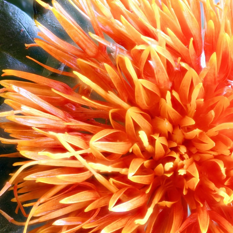 Naissance Thistle Oil 500 ml Organic Certified 100% Pure